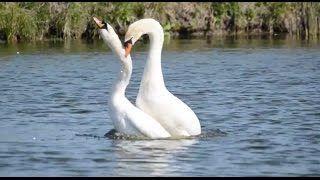 Mute Swans Mating