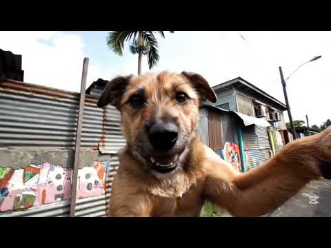 Browny first vlog!!! Jamaican Dog (come inna mi yard n see)