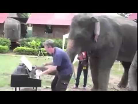 That Was Amazing   A Man Played Music For Elephants