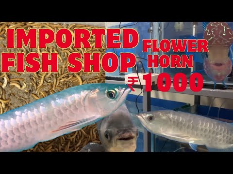 Buying exotic Betta fishes ! | Dhanu teleports |  tamil | #bettafishlover #pets