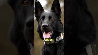 Zodiac Signs and Dog Breeds: What’s Your Cosmic Canine #ZodiacDogs #DogBreeds #AstrologyPets #short