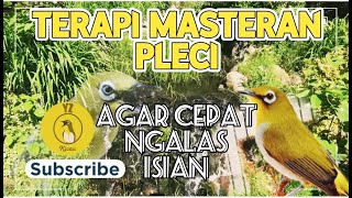 Download lagu Pakai Terapi Ini Agar Pleci Cepat Ngalas ‼️ Terapi Pleci✅ mp3 Download lagu Pakai Terapi Ini Agar Pleci Cepat Ngalas ‼️ Terapi Pleci✅ mp3
