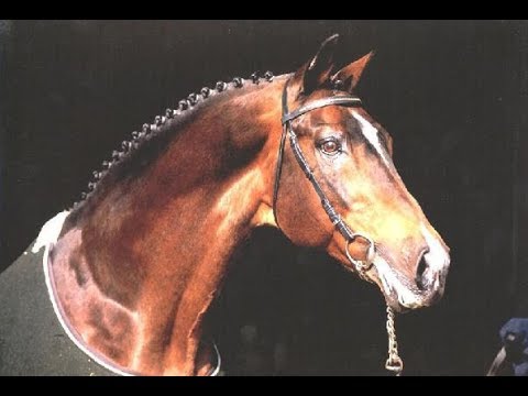 One of the last offsprings of Nimmerdor will be expected as planned in 2018 at Team End