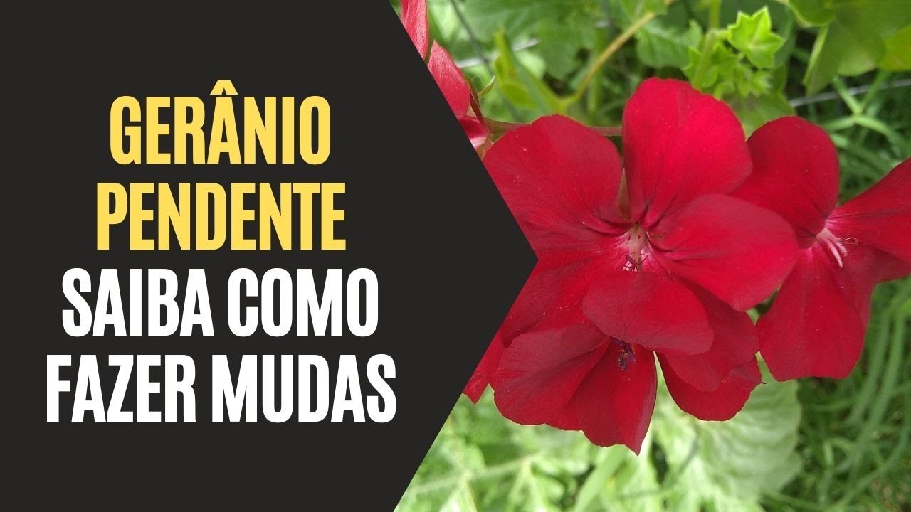 Gerânio Pendente: Saiba Como Fazer Mudas