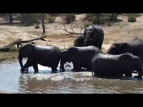 Djuma: Elephants feeding then come for drink and splash down - 11:06 - 09/17/19