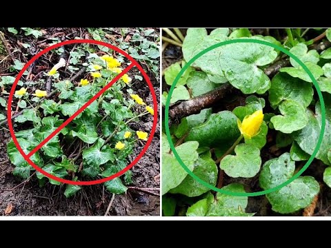 Scharbockskraut - Morchelzeiger und Vitamin C ab Februar, aber Vorsicht....