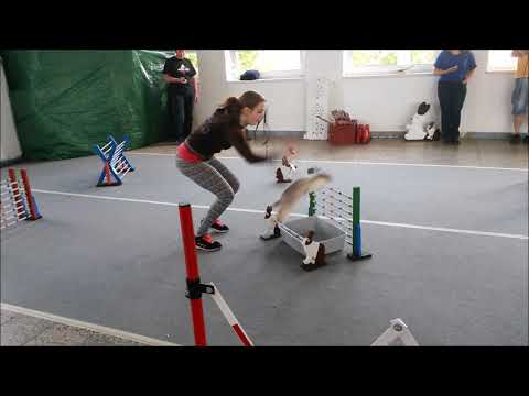 Bunny Hopping Competition