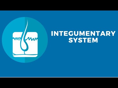 Integumentary System  Part 2