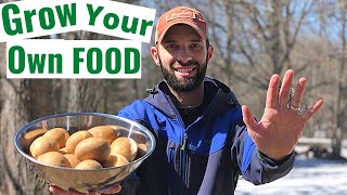 5 Reasons to GROW Your Own FOOD. START NOW
