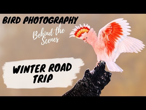 Vogelfotografie hinter den Kulissen – Winter-Roadtrip – Jan Wegener Vlog