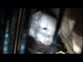 Baby Chinchilla Hiding