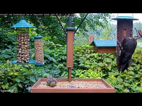 Female Pileated Woodpecker Dines On Suet  With Diverse Crowd At Cornell Feeders – July 20, 2021