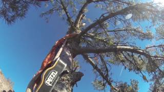 Felling a Hazard Pine with Ben Bruns - Climbing Arborist