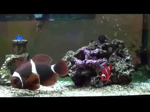 Maroon Clownfish 19 December 2013