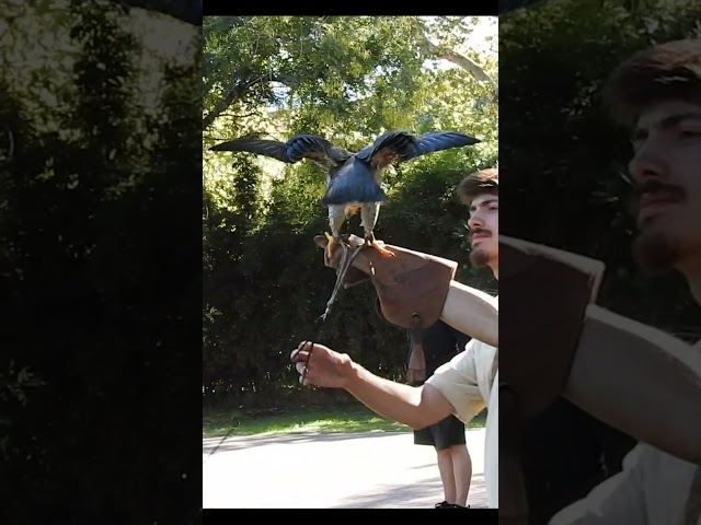 Vídeo relacionado con Halcón Peregrino Hombres Mujeres Falconer Falconry BirdWatching Sudadera con Capucha