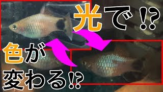 【熱帯魚】光で色が変わる！？ミッキーマウスプラティ