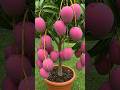 MANGO Trees Are Easier To Propagate Than You Think Mango