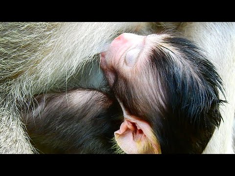SWEET AND FRESH. SO ADORABLE BABY VIXEN SLEEP GRINK MILK LIKE THIS.
