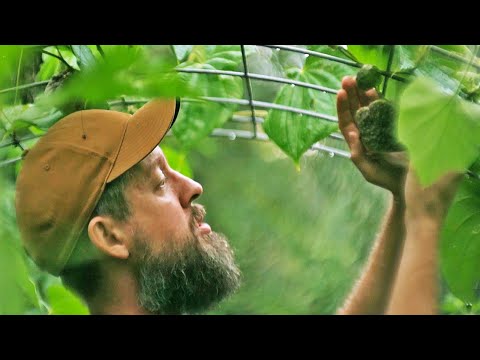 This Incredible Permaculture Garden is a Backyard Survival Food Supply!