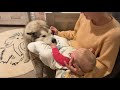 Giant Sulking Dog Refuses To Leave Baby's Nursery Until She Sleeps (CUTEST VIDEO EVER!!)