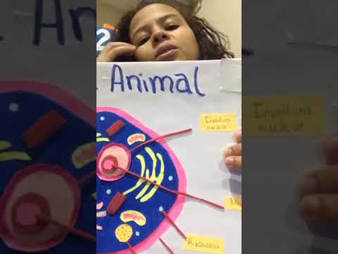 como explicar la célula animal aplicando el método científico, utilizando como recurso una maqueta.