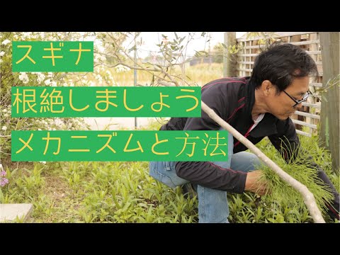 園芸 スギナ、ヒマラヤスギナ、巨大スギナ