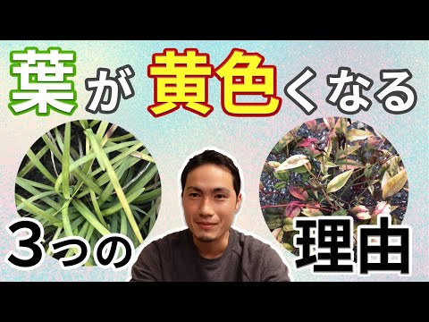 メキシコオレンジの木が枯れるのはなぜですか?枯れかけた植物の葉が黄色くなる 4 つの一般的な原因  庭園