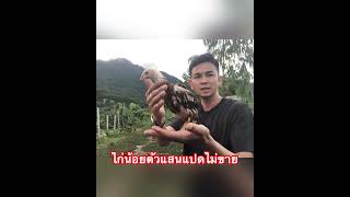 #fc ไก่น้อยตัวแสนแปดไม่ขาย#