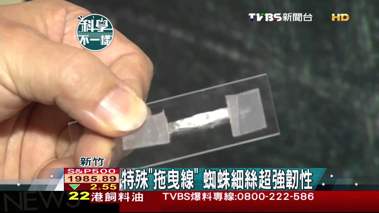 【科學不一樣】特殊「拖曳線」 蜘蛛細絲超強韌性