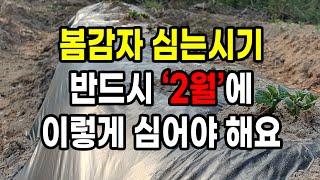 봄 감자심는시기 반드시 '2월'에 이렇게 심어야 대박 큼직한 감자 수확해요!