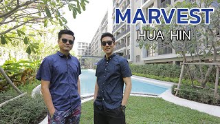 動画 of Marvest