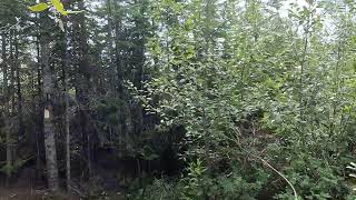 Grittith Woods park.