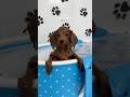 It S Puppy Bath Time Puppy Shorts Asmr Blue Poodle Asmrvideo