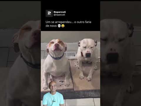 Fiz e faria dinovo e Cão arrependido 😂 #cachorro #pets @chacaradosfilas6647