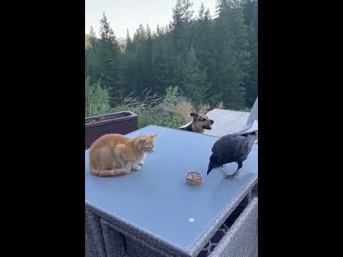 Raven feeds the dog