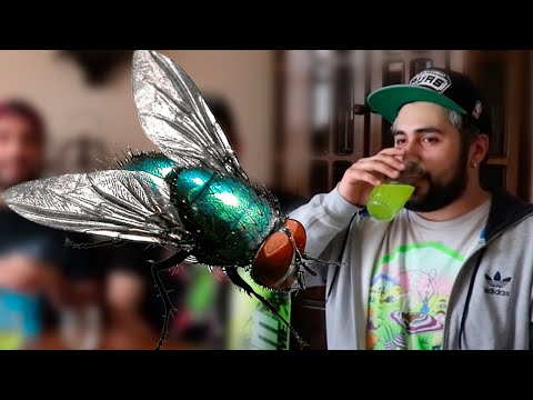 Cronología del traumático episodio del Bestia Negra con la Mosca / Jaidefinichon