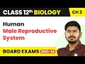 Human Male Reproductive System - Human Reproduction | Class 12 Biology (2022-23)
