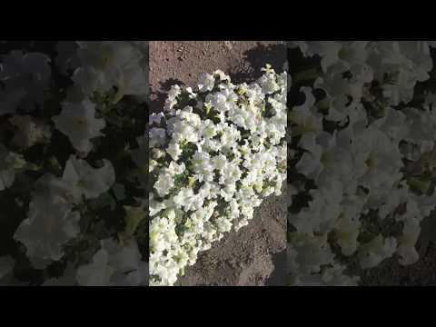 Видео о петунии Изадора F1 от Партнер