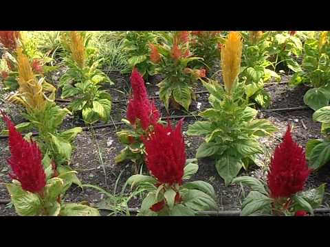Amaranto plumoso o Celosía: Celosia argentea var plumosa