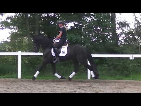 Stal Okkema's Cor - Tsjalle x Norbert -  stallion - 2016 - 1.66m