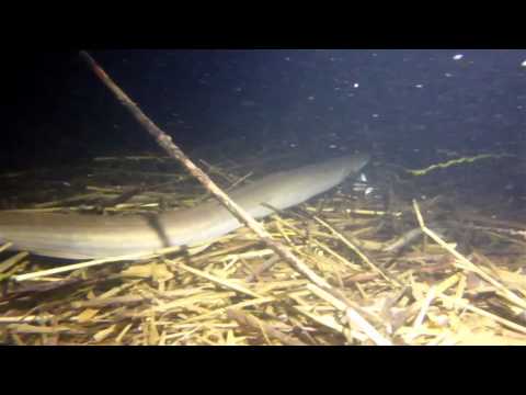 Raamsdonksveer Nionplas - opleiding 2* - module nachtduiken