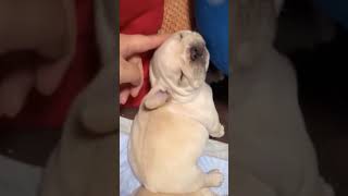 ☆Super Cute Animals☆Cute cats and funy dogs＆cat　videos compilation2021D④#Shorts