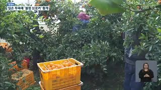 [현장K] 일손 구하기 힘든 농어촌…불법체류자 인력 브로커까지 활개