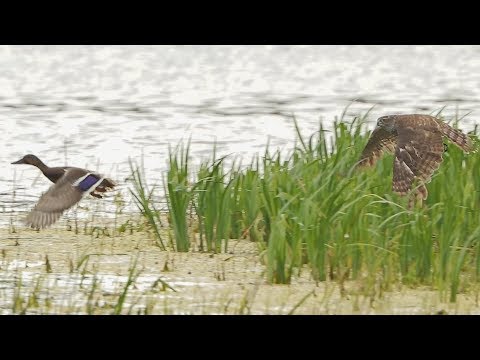 Goshawk in flight/ hunting