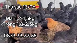 Thứ sáu 13/06