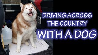 Long Distance Travel With Our Husky | Tips For Driving Your Dog Across The Country