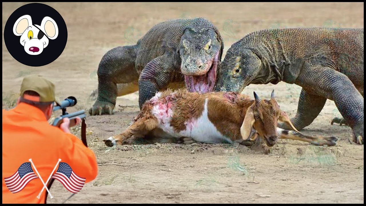 How Do Hunters And Farmers Deal With Thousands Of Komodo Dragon And Lizard | Wild Boar Hunting
