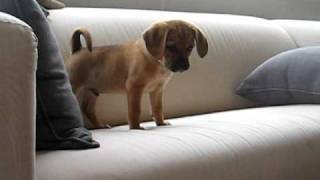 Puggle wants to jump off of sofa