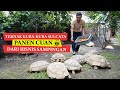 Raising Sulcata Tortoises A Profitable Side Business