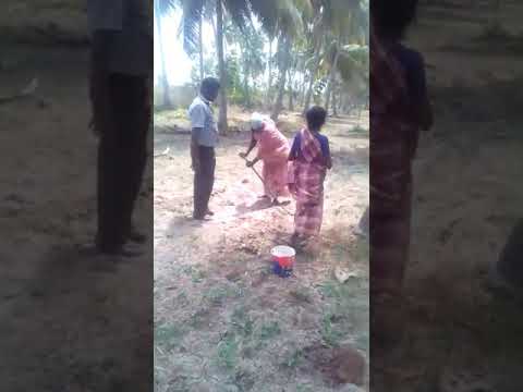 Dark Brown To Black Seaweed Extract Granules, Packaging Type: Bag, Packaging Size: 25 kg